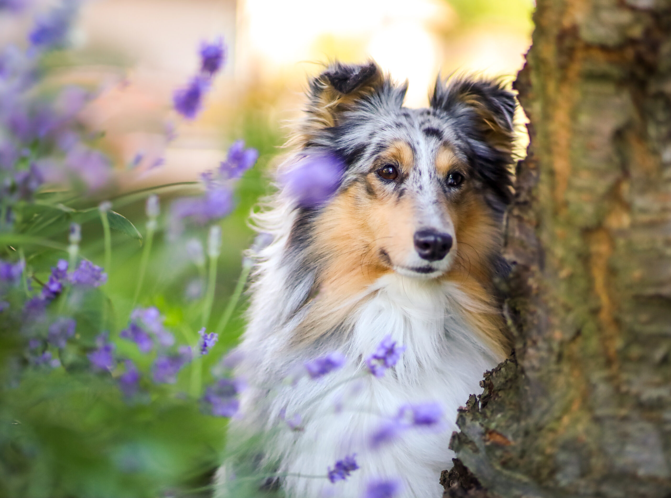 Sheltie