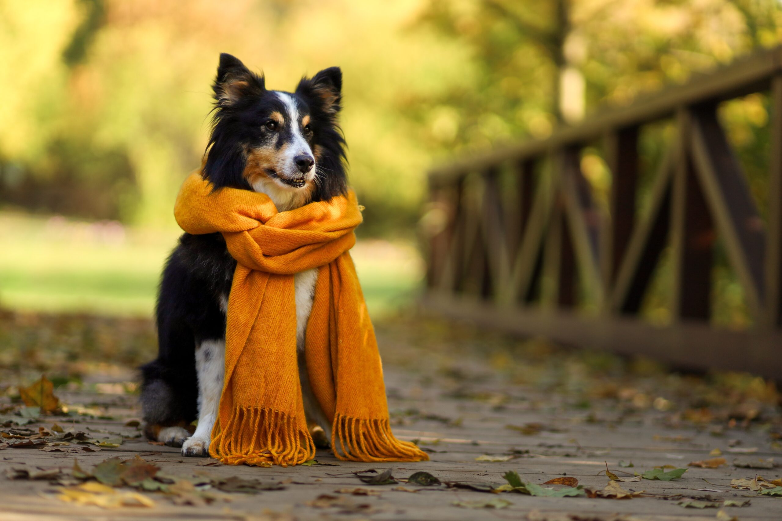 Jak psa připravit na focení?