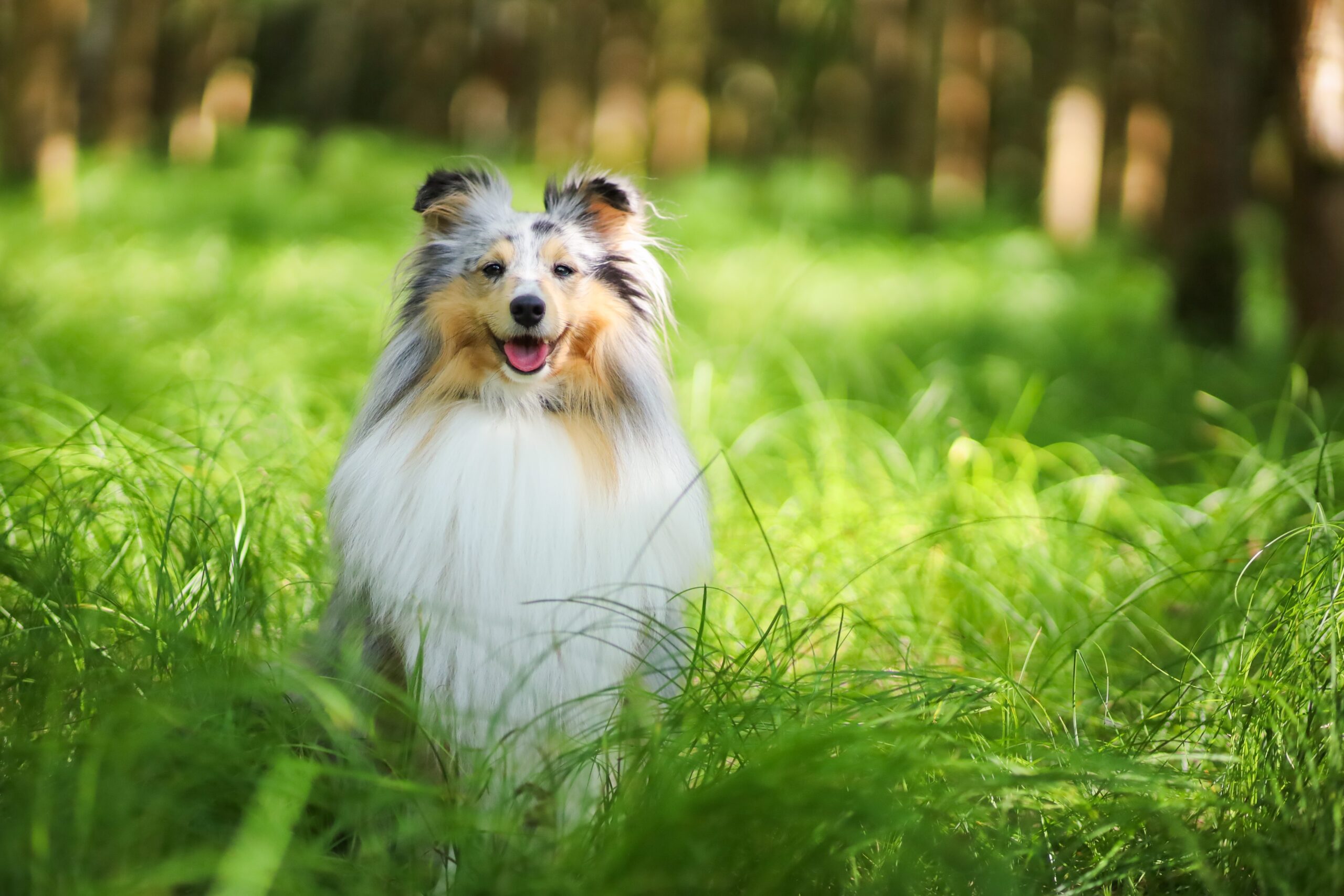 Sheltie