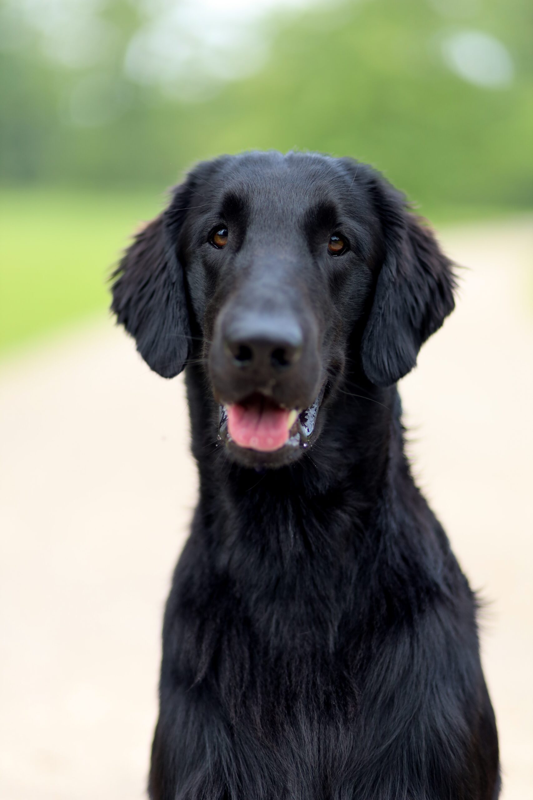 Flat coated retriever