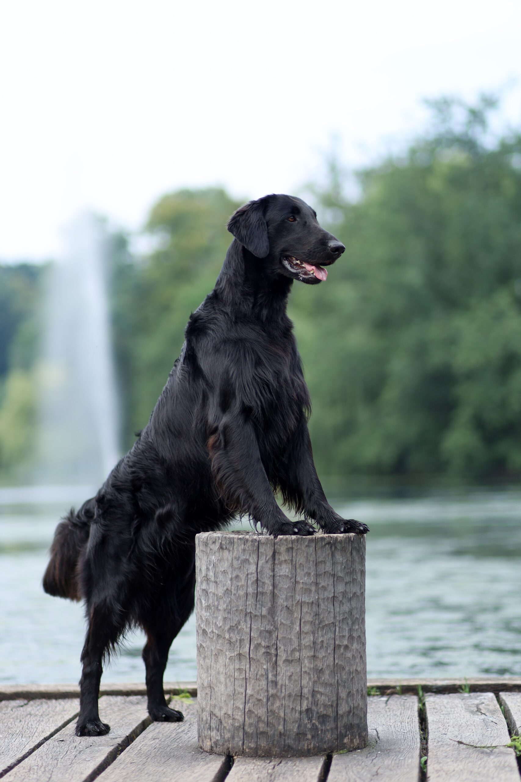 Flat coated retrívr