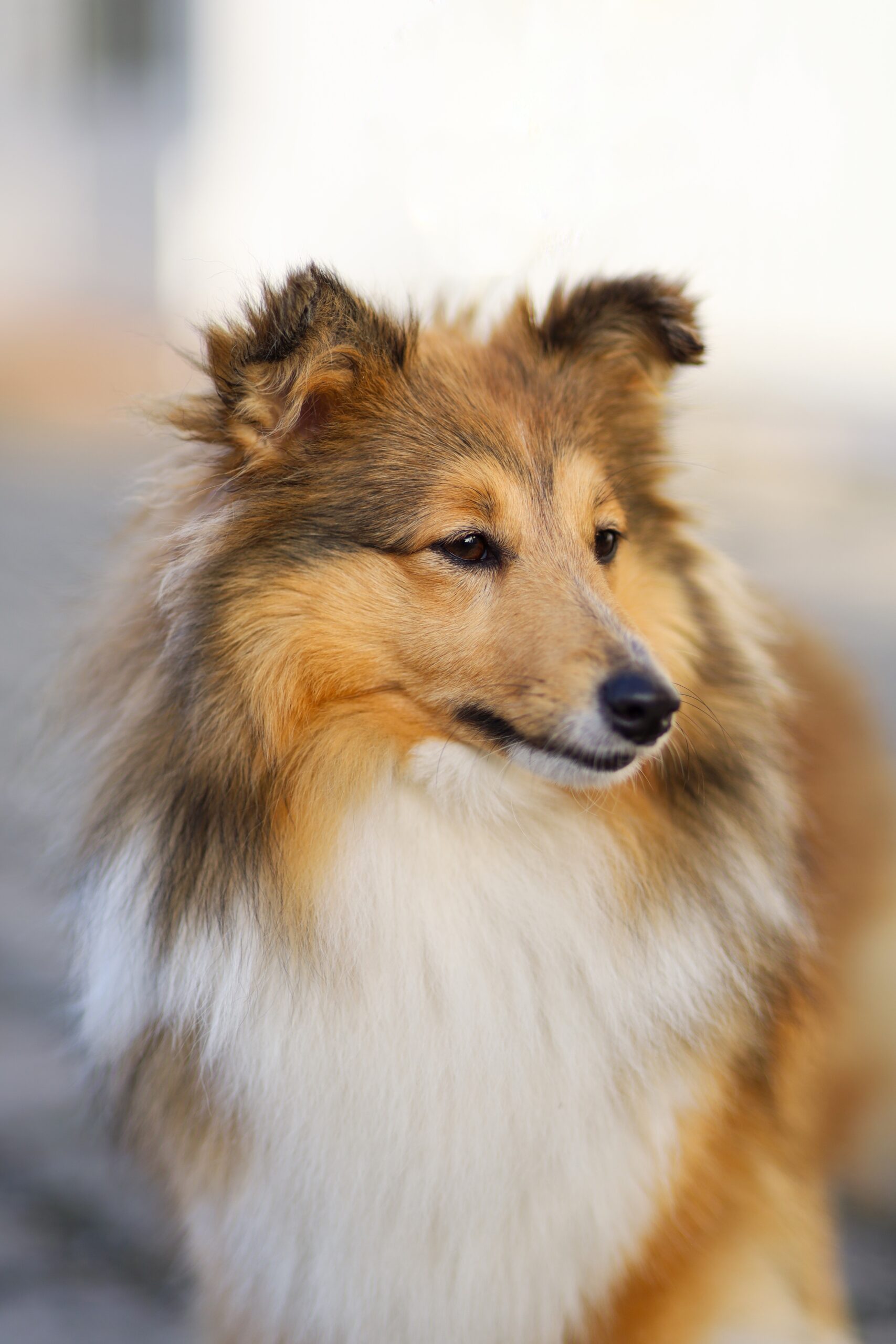 Sheltie