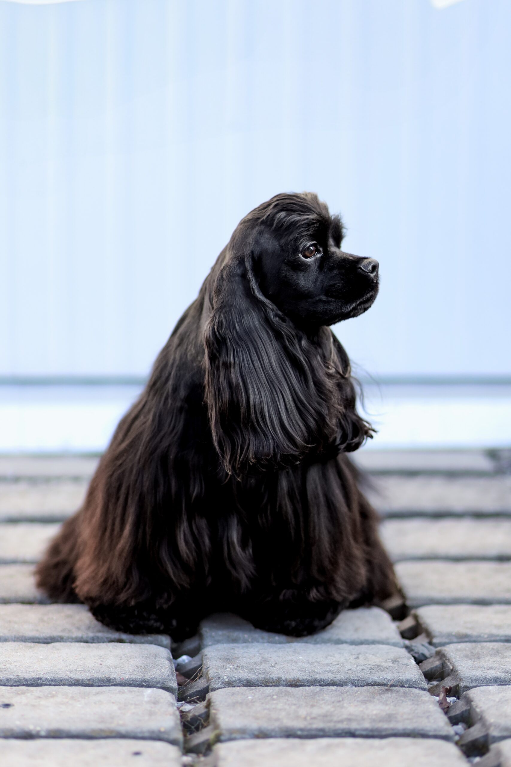 Americký kokršpaněl