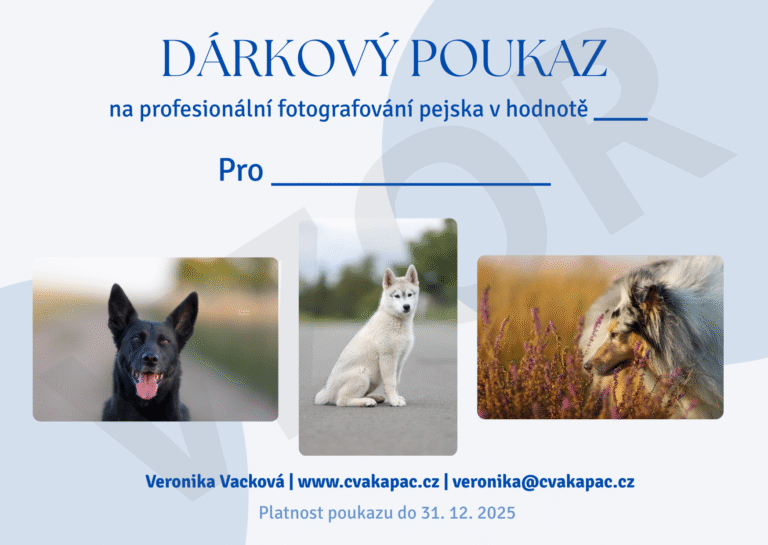Dárkový poukaz na focení pejska